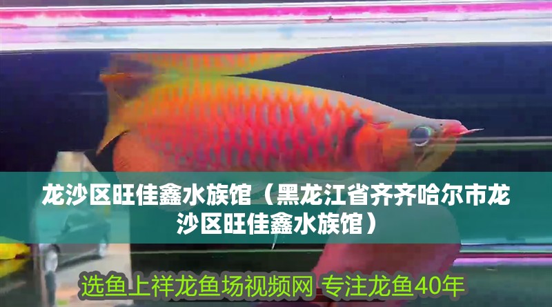 龍沙區旺佳鑫水族館（黑龍江省齊齊哈爾市龍沙區旺佳鑫水族館）