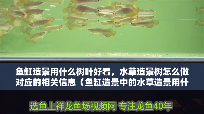 魚缸造景用什么樹葉好看，水草造景樹怎么做對應的相關信息（魚缸造景中的水草造景用什么樹葉好看，魚缸造景用什么水草）