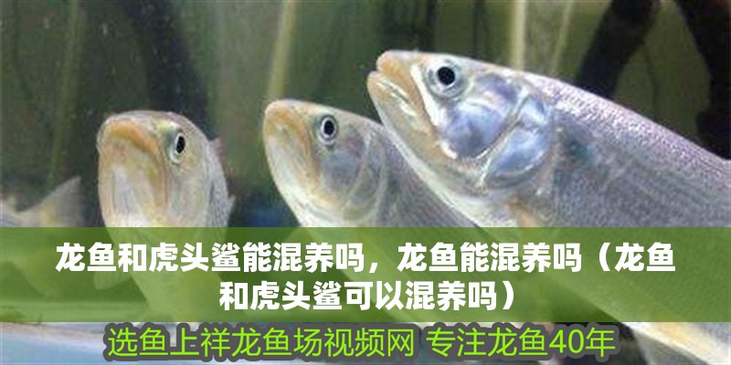 龍魚和虎頭鯊能混養(yǎng)嗎，龍魚能混養(yǎng)嗎（龍魚和虎頭鯊可以混養(yǎng)嗎）