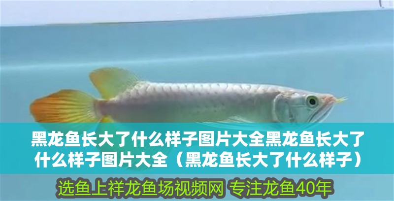 黑龍魚長(zhǎng)大了什么樣子圖片大全黑龍魚長(zhǎng)大了什么樣子圖片大全（黑龍魚長(zhǎng)大了什么樣子）