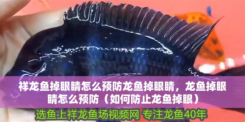 祥龍魚掉眼睛怎么預(yù)防龍魚掉眼睛，龍魚掉眼睛怎么預(yù)防（如何防止龍魚掉眼）
