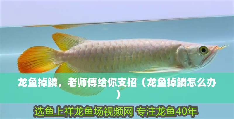 龍魚掉鱗，老師傅給你支招（龍魚掉鱗怎么辦）