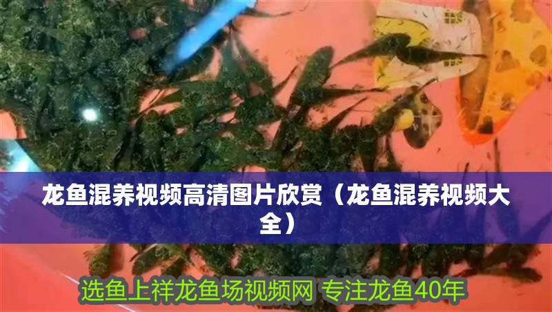 龍魚混養視頻高清圖片欣賞（龍魚混養視頻大全）