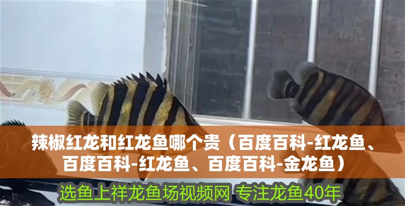 辣椒紅龍和紅龍魚(yú)哪個(gè)貴（百度百科-紅龍魚(yú)、百度百科-紅龍魚(yú)、百度百科-金龍魚(yú)）