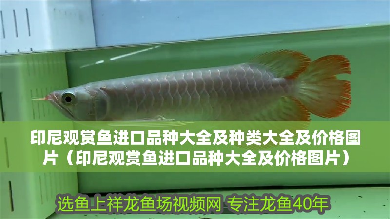 印尼觀賞魚進口品種大全及種類大全及價格圖片（印尼觀賞魚進口品種大全及價格圖片）