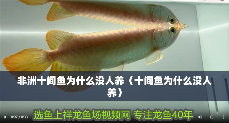 非洲十間魚為什么沒人養(yǎng)（十間魚為什么沒人養(yǎng)）
