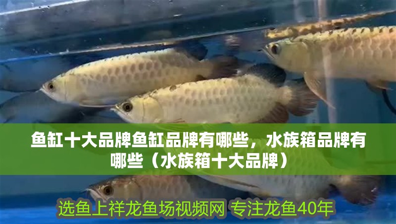 魚缸十大品牌魚缸品牌有哪些，水族箱品牌有哪些（水族箱十大品牌）