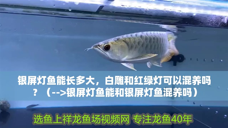 銀屏燈魚(yú)能長(zhǎng)多大，白雕和紅綠燈可以混養(yǎng)嗎？（-->銀屏燈魚(yú)能和銀屏燈魚(yú)混養(yǎng)嗎）