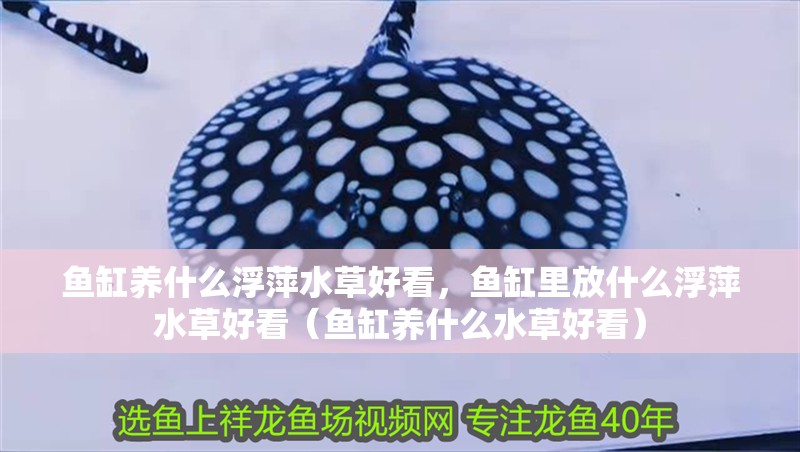 魚缸養什么浮萍水草好看，魚缸里放什么浮萍水草好看（魚缸養什么水草好看）