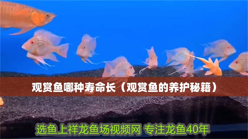 觀賞魚哪種壽命長（觀賞魚的養護秘籍）