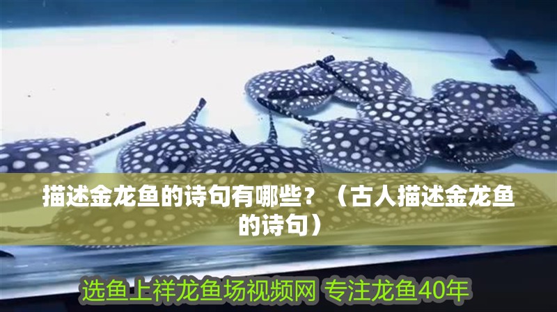 描述金龍魚的詩(shī)句有哪些？（古人描述金龍魚的詩(shī)句）