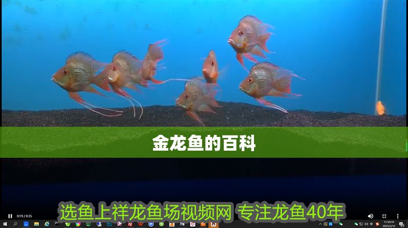 金龍魚的百科 龍魚百科 第2張 金龍魚的百科 金龍魚的百科 龍魚百科 第2張