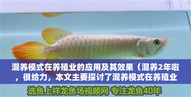 混養模式在養殖業的應用及其效果（混養2年啦，很給力，本文主要探討了混養模式在養殖業中的應用及其效果）