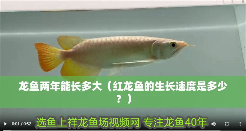 龍魚兩年能長多大（紅龍魚的生長速度是多少？）