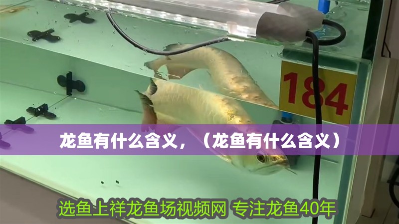 龍魚有什么含義，（龍魚有什么含義）