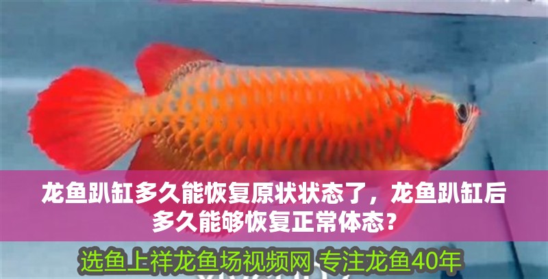 龍魚趴缸多久能恢復原狀狀態了，龍魚趴缸后多久能夠恢復正常體態？