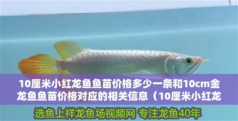 10厘米小紅龍魚魚苗價格多少一條和10cm金龍魚魚苗價格對應的相關信息（10厘米小紅龍魚魚苗價格多少一條和10cm金龍魚魚苗價格介紹）