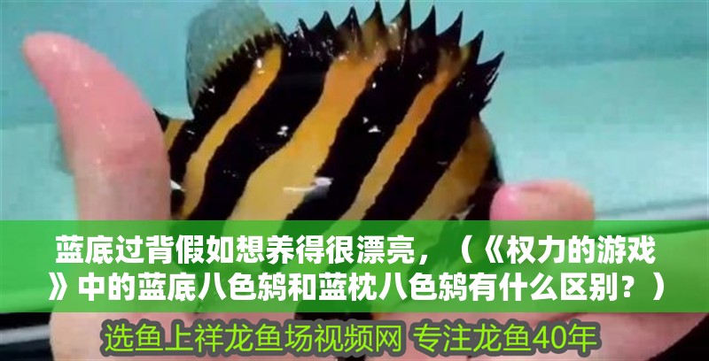 藍底過背假如想養(yǎng)得很漂亮，（《權(quán)力的游戲》中的藍底八色鶇和藍枕八色鶇有什么區(qū)別？）