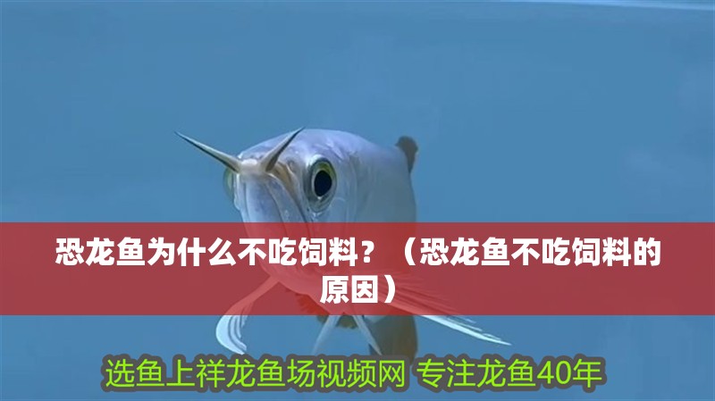 恐龍魚為什么不吃飼料？（恐龍魚不吃飼料的原因） 恐龍魚為什么不吃飼料？（恐龍魚不吃飼料的原因） 觀賞魚百科 第2張