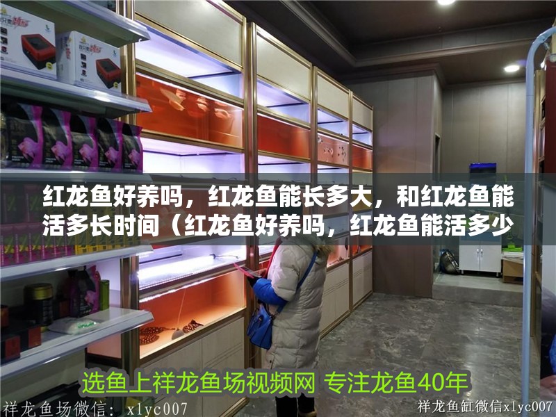 紅龍魚好養嗎，紅龍魚能長多大，和紅龍魚能活多長時間（紅龍魚好養嗎，紅龍魚能活多少年）