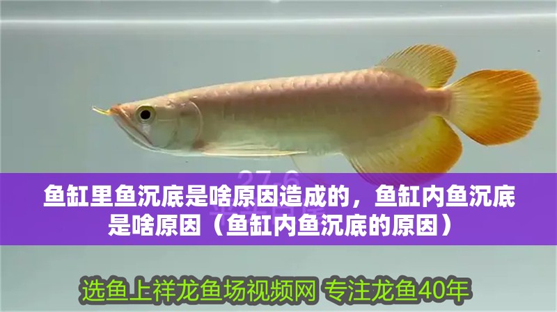 魚缸里魚沉底是啥原因造成的，魚缸內魚沉底是啥原因（魚缸內魚沉底的原因）