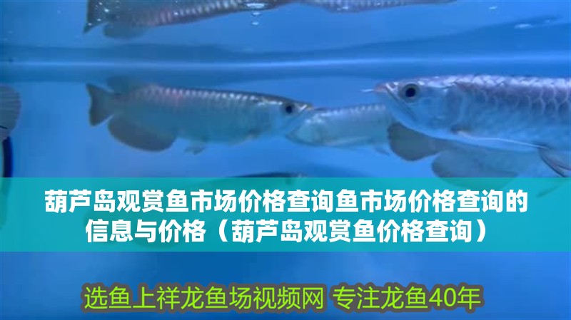 葫蘆島觀賞魚市場價格查詢魚市場價格查詢的信息與價格（葫蘆島觀賞魚價格查詢）