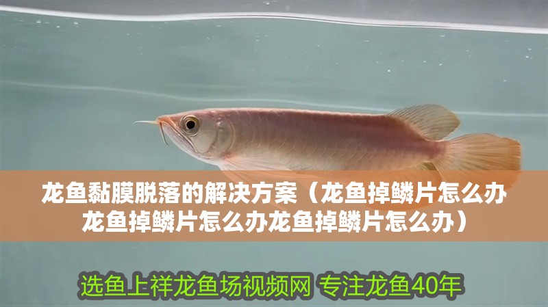龍魚黏膜脫落的解決方案（龍魚掉鱗片怎么辦龍魚掉鱗片怎么辦龍魚掉鱗片怎么辦）