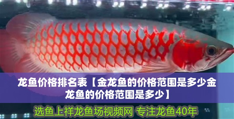 龍魚價格排名表【金龍魚的價格范圍是多少金龍魚的價格范圍是多少】