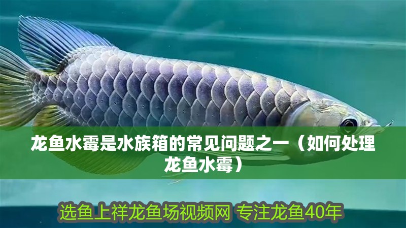 龍魚水霉是水族箱的常見問題之一（如何處理龍魚水霉）