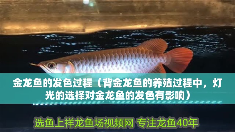 金龍魚的發色過程（背金龍魚的養殖過程中，燈光的選擇對金龍魚的發色有影響）