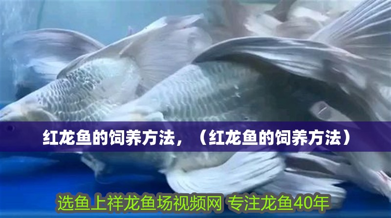 紅龍魚的飼養(yǎng)方法，（紅龍魚的飼養(yǎng)方法）