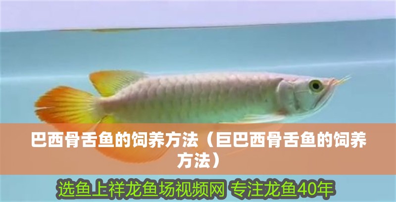 巴西骨舌魚的飼養方法（巨巴西骨舌魚的飼養方法）