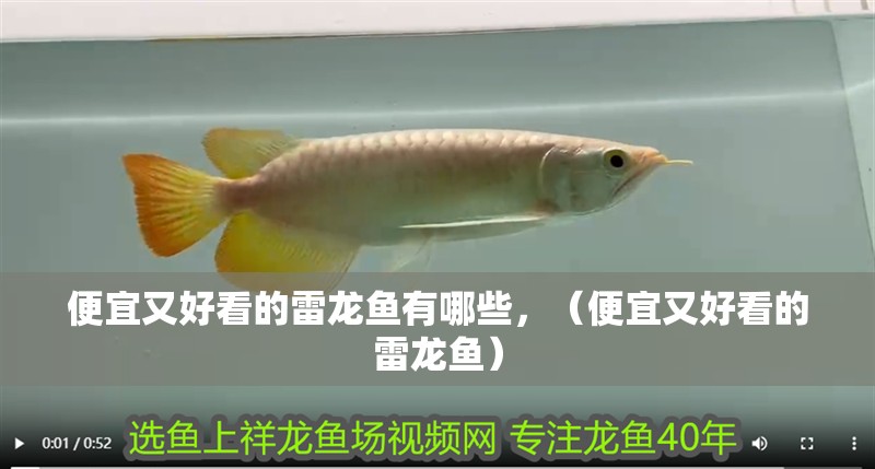 便宜又好看的雷龍魚有哪些，（便宜又好看的雷龍魚）