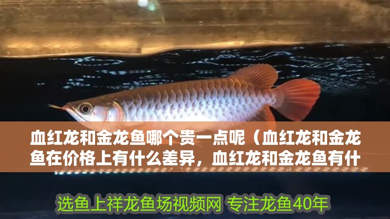 血紅龍和金龍魚哪個貴一點呢（血紅龍和金龍魚在價格上有什么差異，血紅龍和金龍魚有什么差異）
