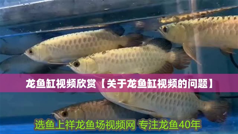 龍魚缸視頻欣賞【關(guān)于龍魚缸視頻的問題】