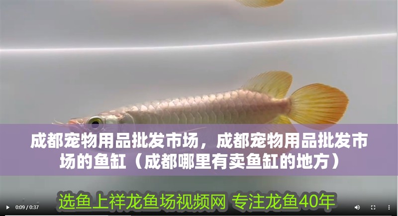成都寵物用品批發市場，成都寵物用品批發市場的魚缸（成都哪里有賣魚缸的地方）
