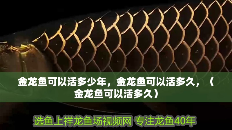 金龍魚可以活多少年，金龍魚可以活多久，（金龍魚可以活多久）