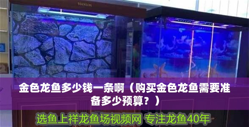 金色龍魚多少錢一條啊（購買金色龍魚需要準備多少預算？）