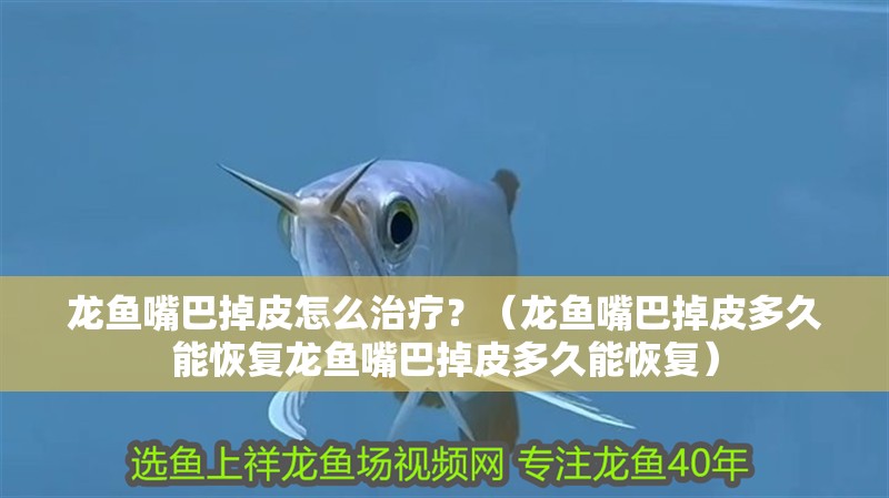 龍魚嘴巴掉皮怎么治療？（龍魚嘴巴掉皮多久能恢復(fù)龍魚嘴巴掉皮多久能恢復(fù)）