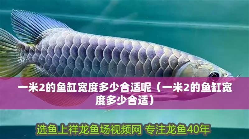 一米2的魚缸寬度多少合適呢（一米2的魚缸寬度多少合適）