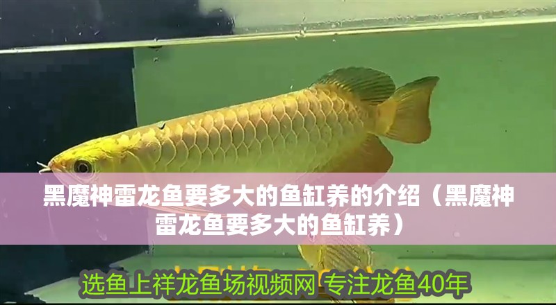 黑魔神雷龍魚要多大的魚缸養(yǎng)的介紹（黑魔神雷龍魚要多大的魚缸養(yǎng)）