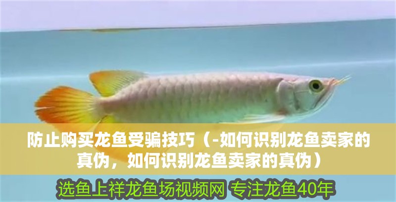 防止購買龍魚受騙技巧（-如何識別龍魚賣家的真偽，如何識別龍魚賣家的真偽）