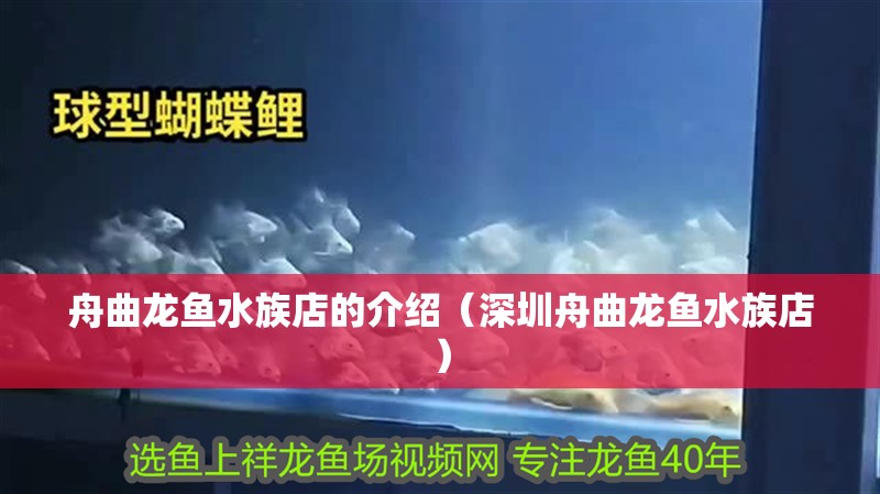 舟曲龍魚水族店的介紹（深圳舟曲龍魚水族店）