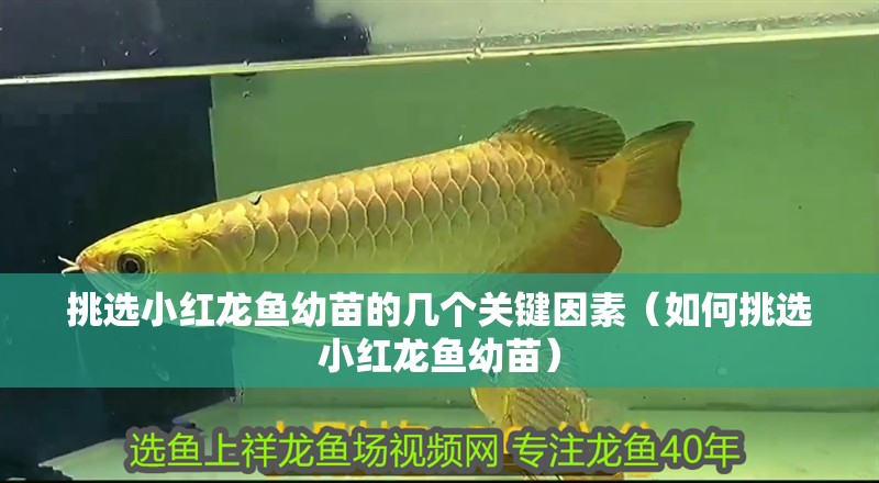 挑選小紅龍魚幼苗的幾個關(guān)鍵因素（如何挑選小紅龍魚幼苗）
