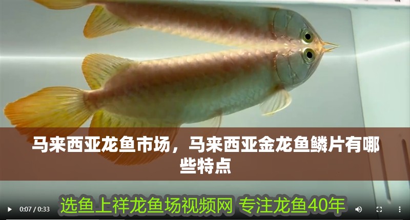 馬來西亞龍魚市場，馬來西亞金龍魚鱗片有哪些特點