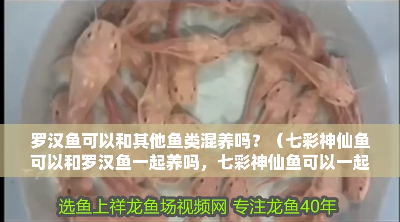羅漢魚可以和其他魚類混養嗎？（七彩神仙魚可以和羅漢魚一起養嗎，七彩神仙魚可以一起養嗎）