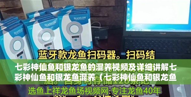 七彩神仙魚和銀龍魚的混養(yǎng)視頻及詳細(xì)講解七彩神仙魚和銀龍魚混養(yǎng)（七彩神仙魚和銀龍魚是否可以混養(yǎng)）