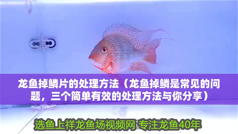 龍魚掉鱗片的處理方法（龍魚掉鱗是常見的問題，三個簡單有效的處理方法與你分享）