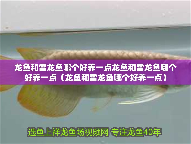 龍魚和雷龍魚哪個好養一點龍魚和雷龍魚哪個好養一點（龍魚和雷龍魚哪個好養一點）