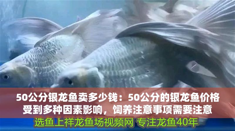 50公分銀龍魚賣多少錢：50公分的銀龍魚價格受到多種因素影響，飼養注意事項需要注意